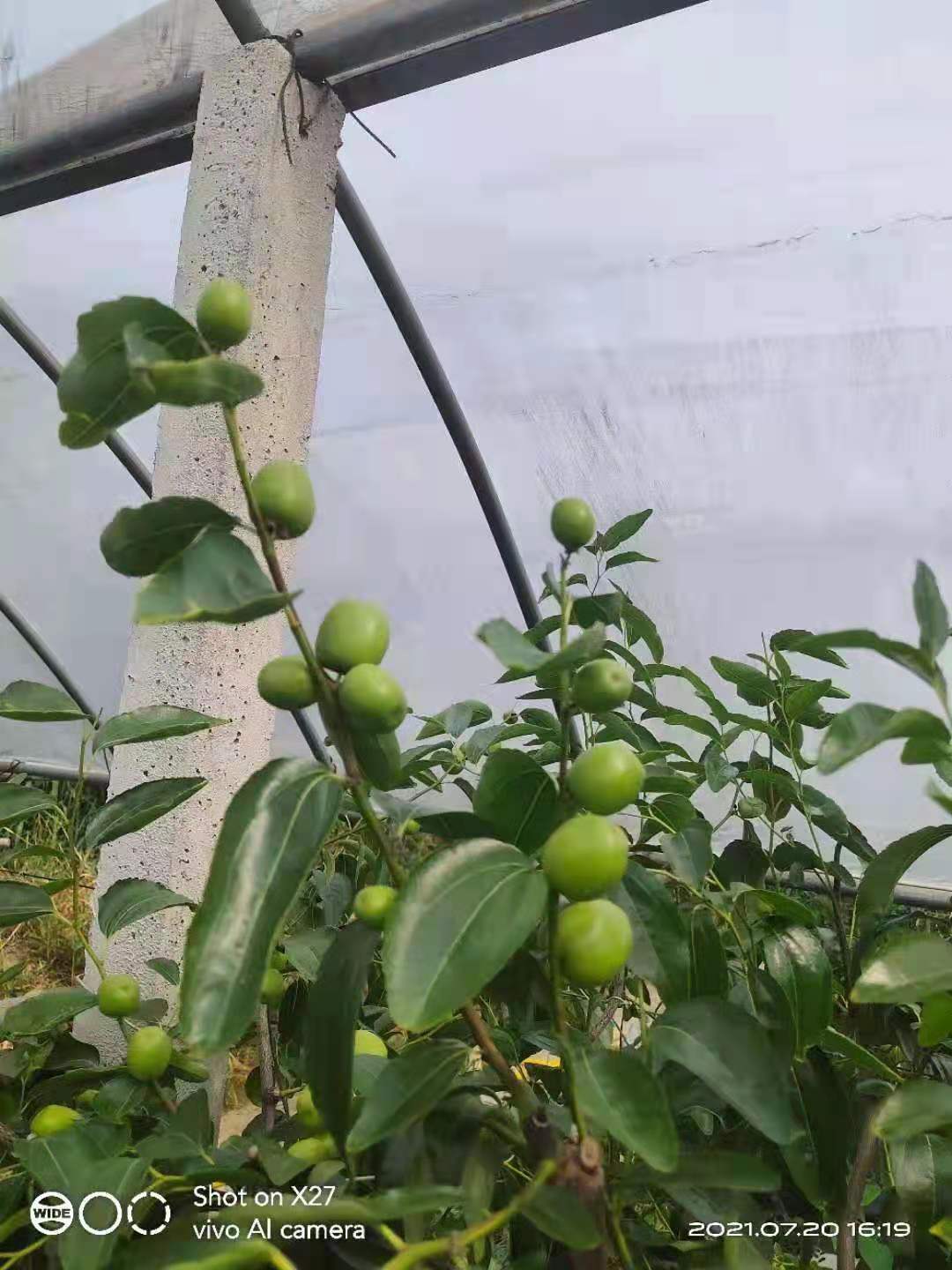  富邦枣子